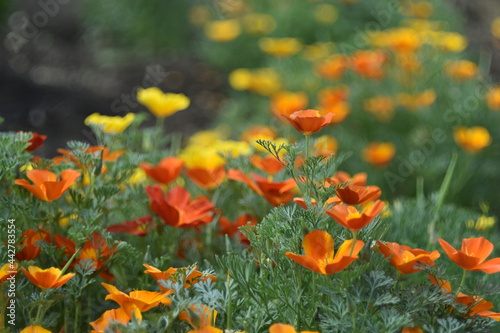 Escholzia californica red and yellow flowers close-up