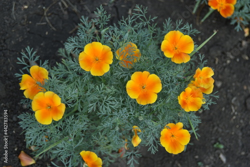 Fototapeta Naklejka Na Ścianę i Meble -  Escholzia californica red and yellow flowers close-up