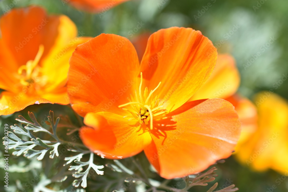 Escholtia Californica red and yellow large flowers macro