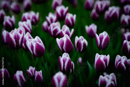Beautiful blossom tulips field. Colorful flowers