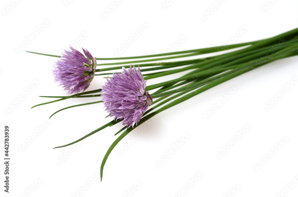 Fototapeta premium Allium schoenoprasum