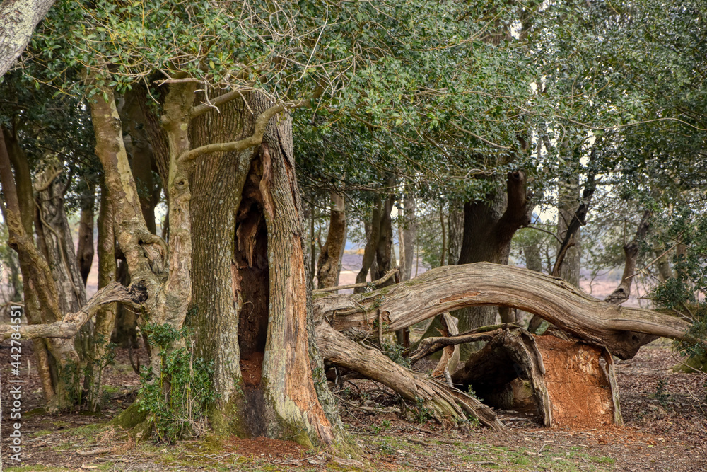 strangely shaped trees in forest