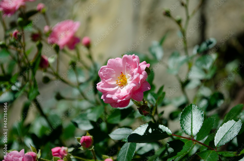Rose flower on background blurry pink roses flower in the garden of roses. Rose flower on background blurry pink roses flower in the garden of roses.