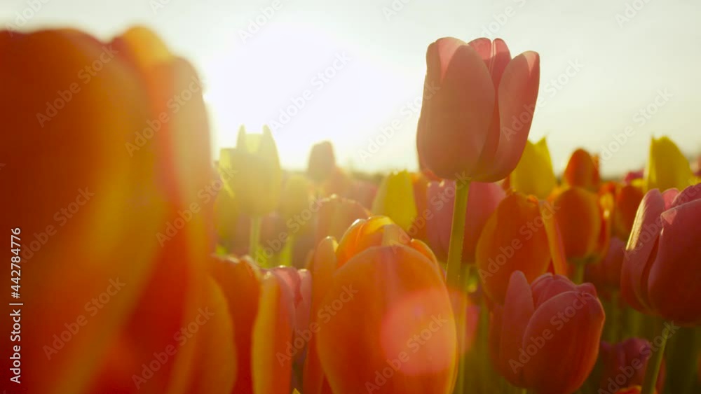 CLOSE UP, LENS FLARE, DOF: Beautiful summer evening sunbeams shine on the colorful tulips in the picturesque Dutch countryside. Picturesque shot of a field of tulips illuminated at golden sunset.