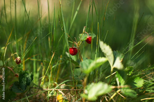 Wild strawberry bush in forest. Red strawberries berry in wild meadow, close up