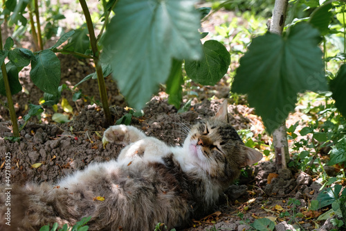 Not purebred domestic cat sleeps in a funny pose in the shade of currant and mint plants. The cat lies on his back in the garden. Raised paws. © Ganna Zelinska