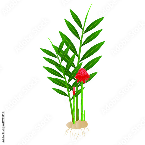 Etlingera elatior, red torch ginger flower with roots on a white background.
