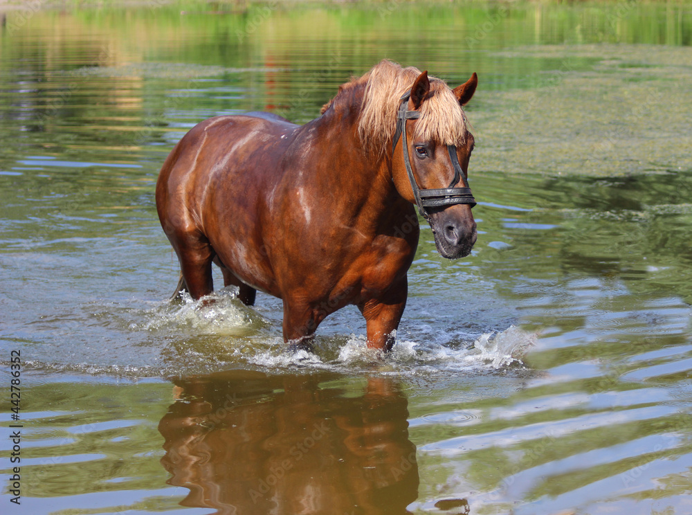 horse in the water, Beautiful horse stallion swims in lake on hot day, horse in the water, Beautiful horse stallion swims in lake on hot day,