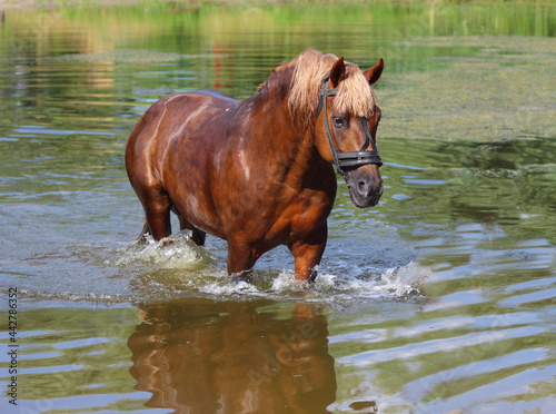 horse in the water, Beautiful horse stallion swims in lake on hot day,