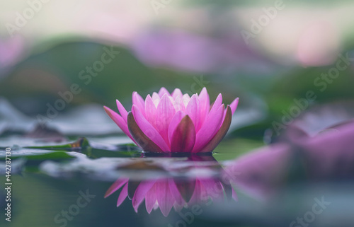 Lotus flower or waterlily floating on the water 