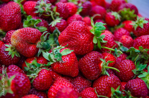 Juicy large strawberries. Growing berries in the garden, harvesting.