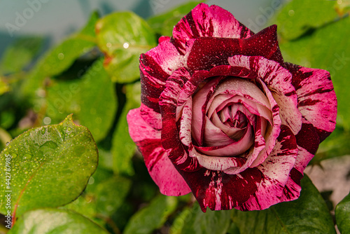 pink and red striped rose - hydrid tea  photo
