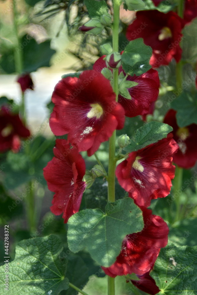Red mallow flowers in the garden in summer Red mallow flowers in the garden in summer