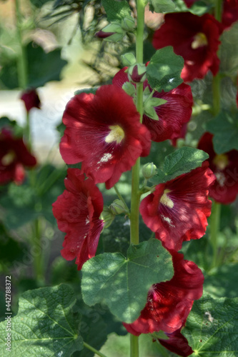 Red mallow flowers in the garden in summer