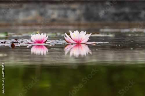Two colorful water lilies on the surface of the pond are reflected in the water.