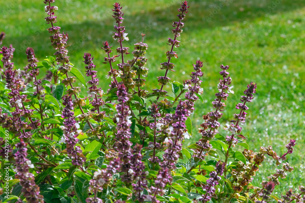 Obraz premium Purple flowers in a dewy meadow, bokeh of water droplets, wet plant in soft focus. Abstract fresh green nature background with copy space for text