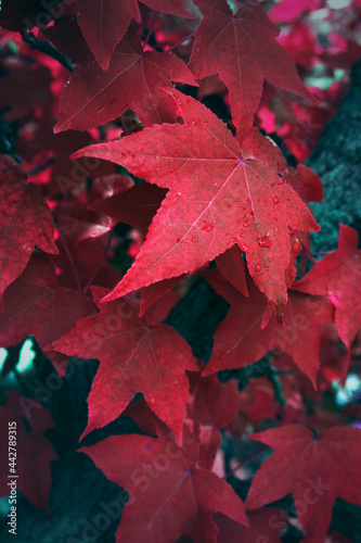 Red maple leaves. Autumn background. Fall red leaves