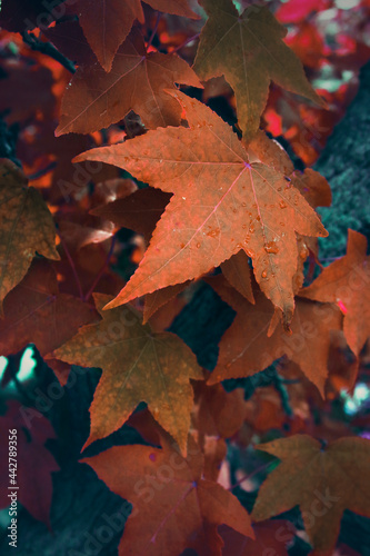 Autumn background. Fall red and orange leaves