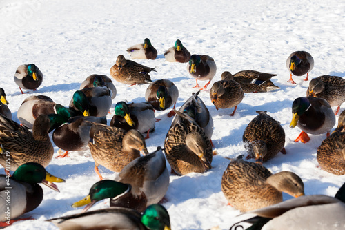 a large flock of ducks that stayed for the winter in Europe