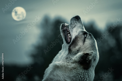 Quadro em tela Wolf howling at night in the moonlight
