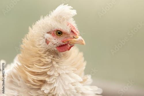 Gentle fluffy creamy chicken on a light background, there is space for an inscription.