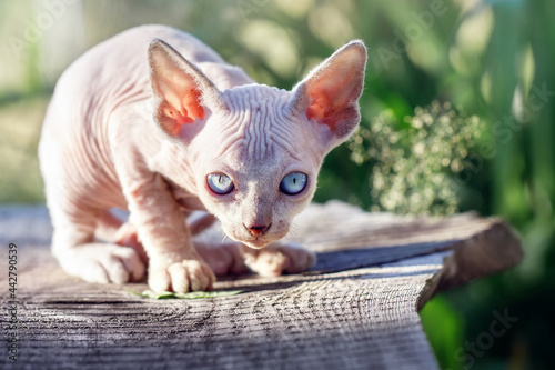 A naked kitten lurking and watching at camera in sunlight nature