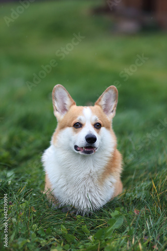 Red dog corgi Pembroke is sitting on green lawn in fine rain, dog is wet looking ahead