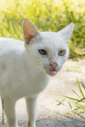 Beautiful white cat on the background of nature. High quality photo