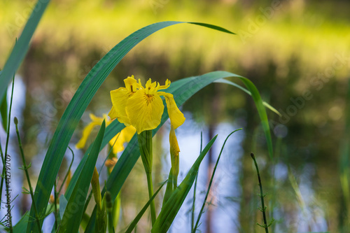 Yellow irises in the wild grow in the meadow.