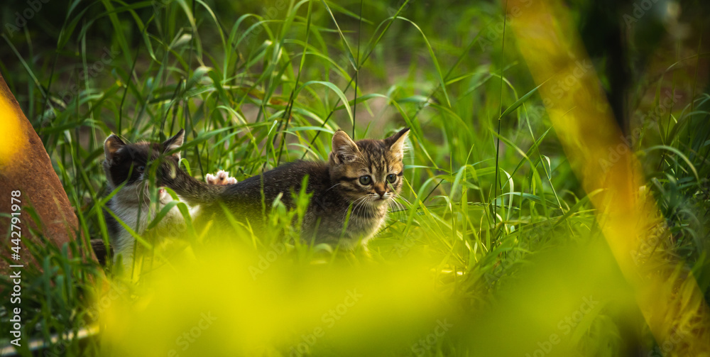 Cute stray kitten playing in the grass and meadow at sunset outside