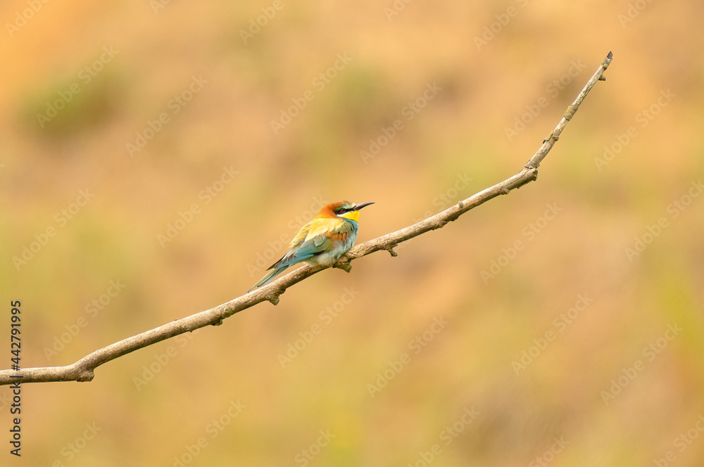 bee eater perched on a branch, Bienenfresser