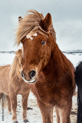 Horse in Iceland