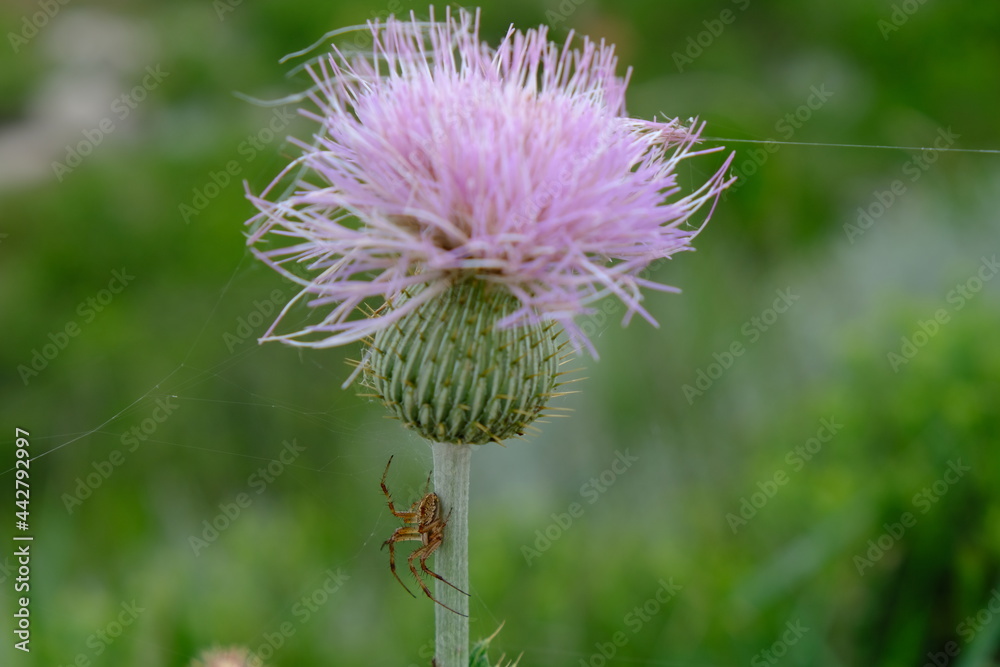 european garden spider on texas purple thistle flower european garden spider on texas purple thistle flower
