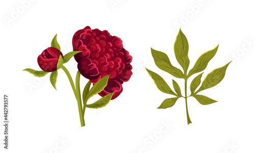 Colorful Peony Flower Buds on Green Stems with Showy Petals Vector Set