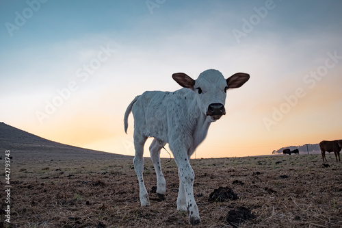 nguni calves in field