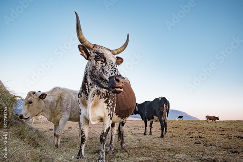 Fototapeta Naklejka Na Ścianę i Meble -  nguni cows in a field at sunrise