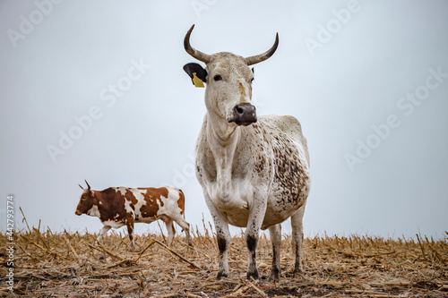 Fototapeta Naklejka Na Ścianę i Meble -  nguni cow standing in field