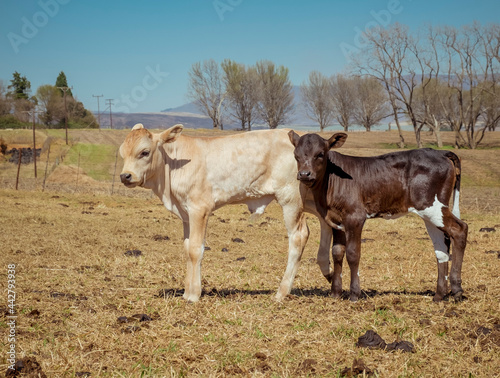 nguni cattle in field at sunrise