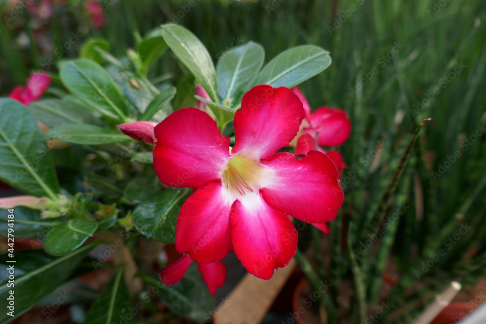 Adenium obesum