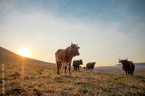 nguni cattle in field at sunrise