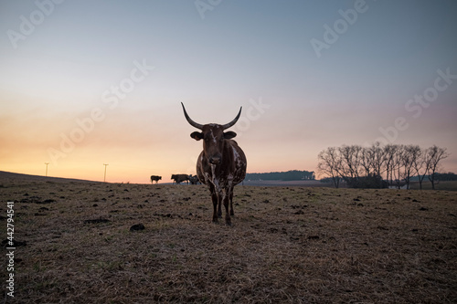 nguni cow silhouette against morning sky