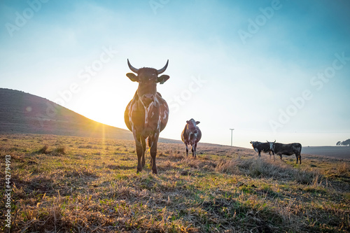 Nguni cow standing in a farm field photo