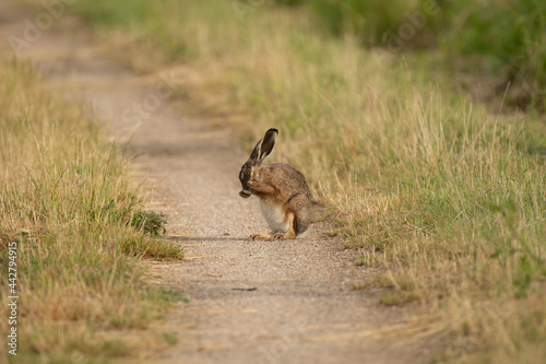 Brown Hare cleaning - Feldhase bei der Reinigung © Anjas.Fotowelt