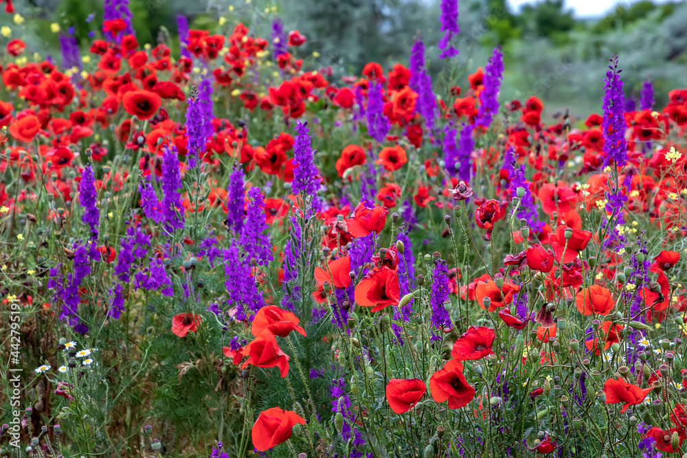 Purple flowers and poppies bloom in wild field. Beautiful rural flowers with selective focus.