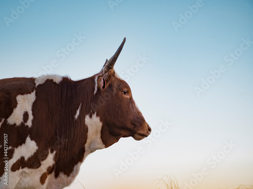 Fototapeta Naklejka Na Ścianę i Meble -  Nguni cow head and shoulders against blue sky