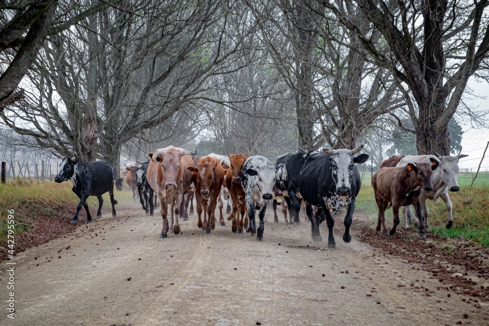 Nguni cows on gravel road