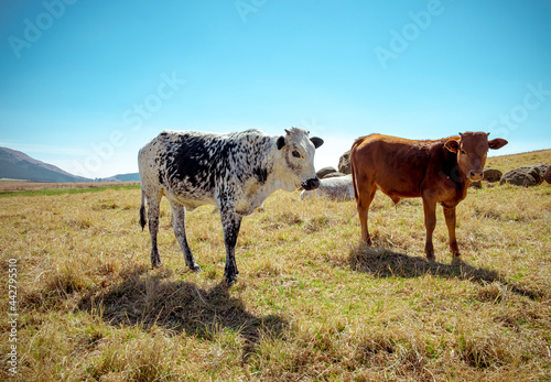 Nguni cow standing in a farm field photo