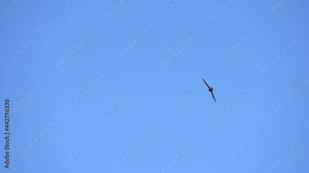 Rapid flight the Common swift also named as martlet or Apus apus in detail. Slow motion shot Rapid flight the Common swift also named as martlet or Apus apus in detail. Slow motion shot