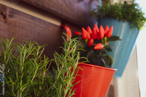 Homegrown peppers and rosemary in lovely pots hanging at wooden partitions. Cute botanical background.