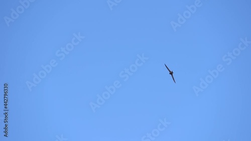 Rapid flight the Common swift also named as martlet or Apus apus in detail. Slow motion shot photo
